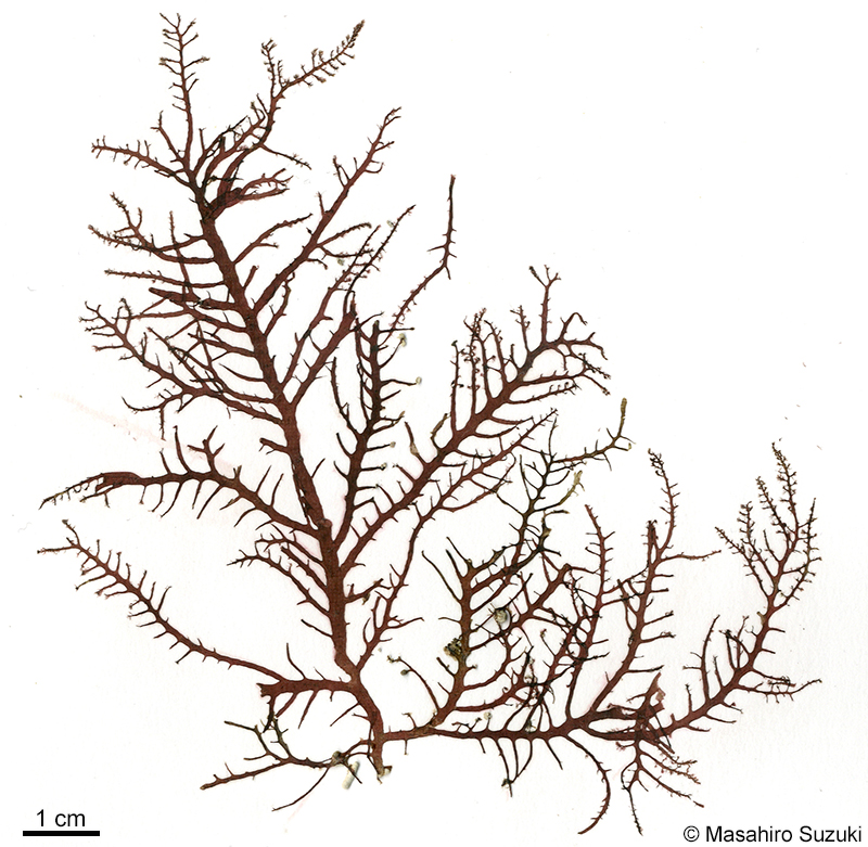 タゴノリ Wrangelia tagoi